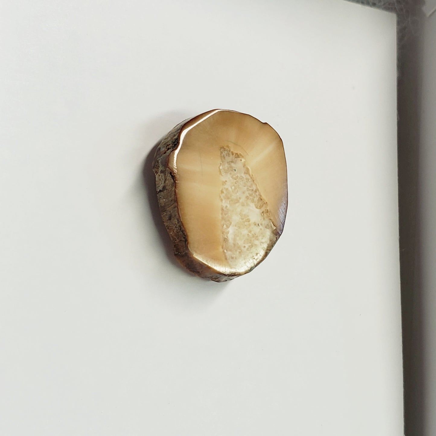 Fossil Walrus Ivory TieTack